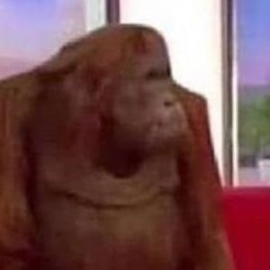 Meet your Posher, Yaniv